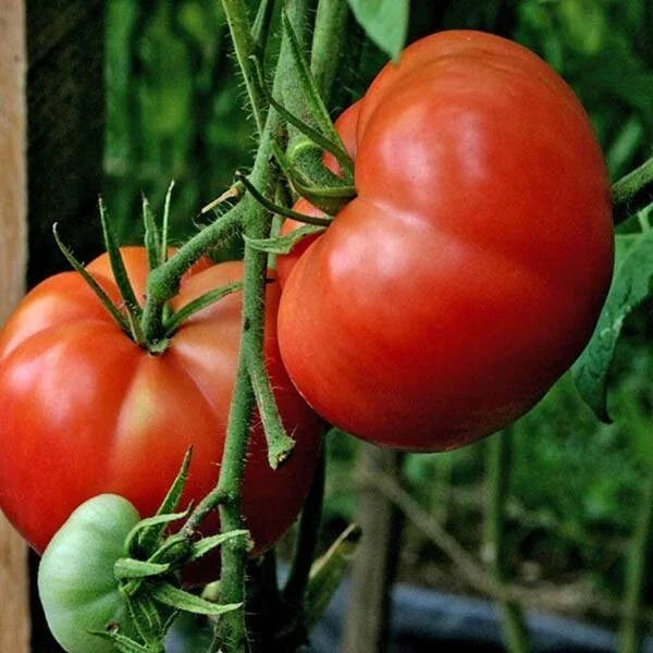 Big Boy Tomato Seeds - 10+ Organic Non-GMO Hybrid Seeds - Heirloom Variety - Solanum lycopersicum - Perfect for Home Gardening