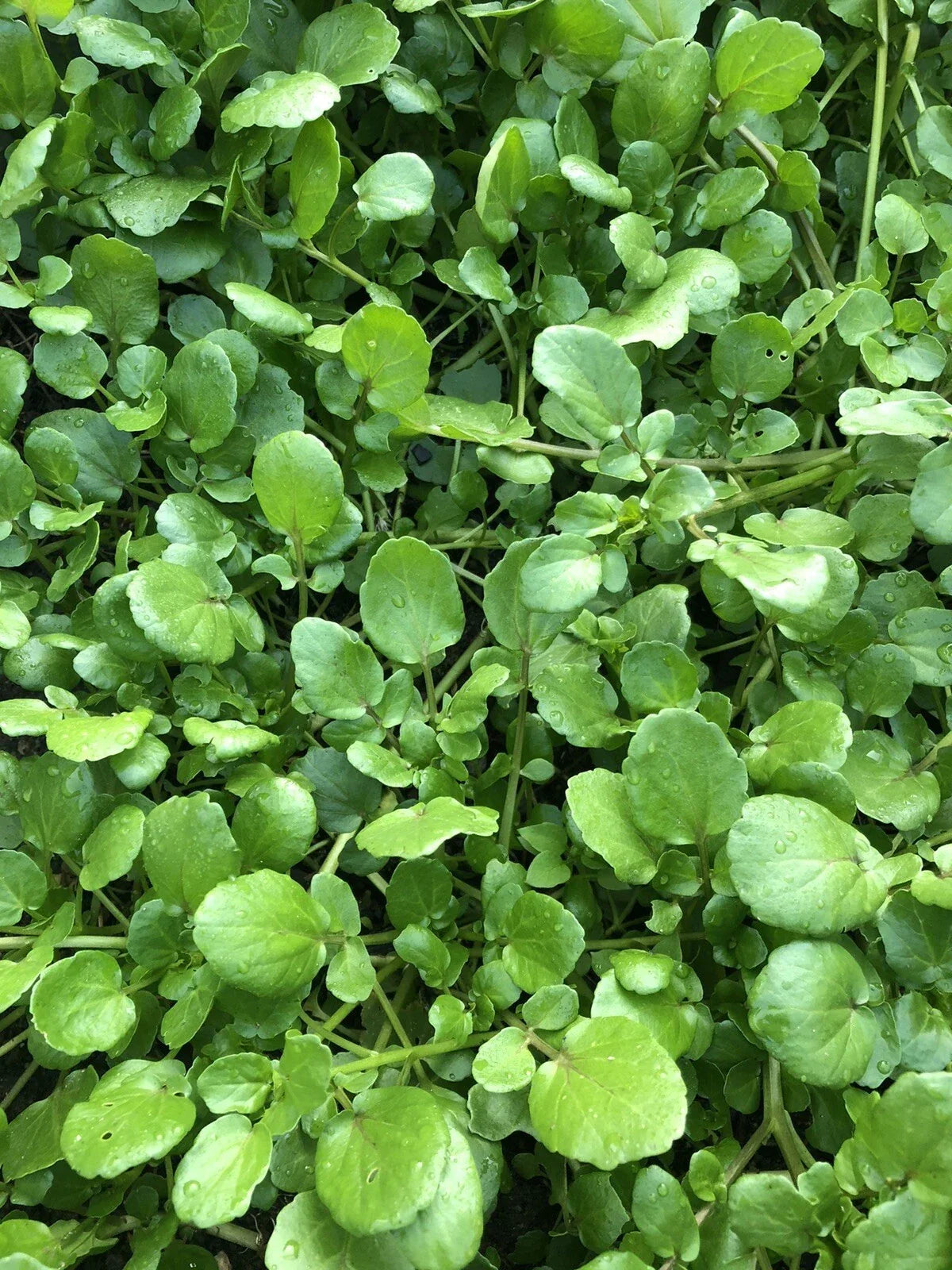 Watercress Live Plant with Roots - Fresh Edible Vegetable - Nasturtium officinale - Ideal for Aquaponics & Home Gardens