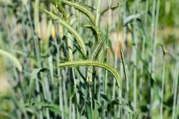 Cat Grass Seeds - 300+ Organic Heirloom Cereal Rye Seeds - Non-GMO Secale cereale for Healthy Cats and Indoor Planting