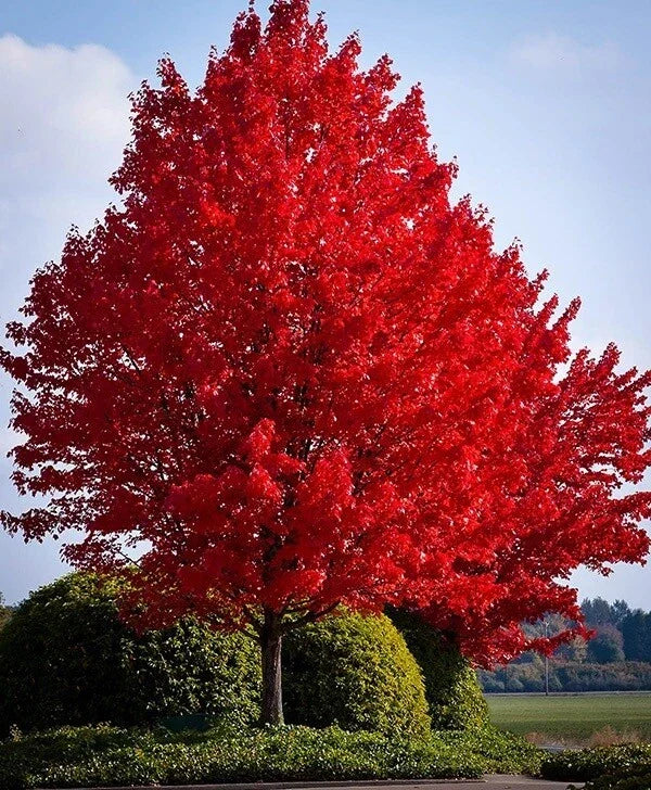 Red Maple Live Bare Root Plant 16-24 Inches Acer rubrum, Vibrant Red Foliage, Hardy Zones 4-9, Spring Color