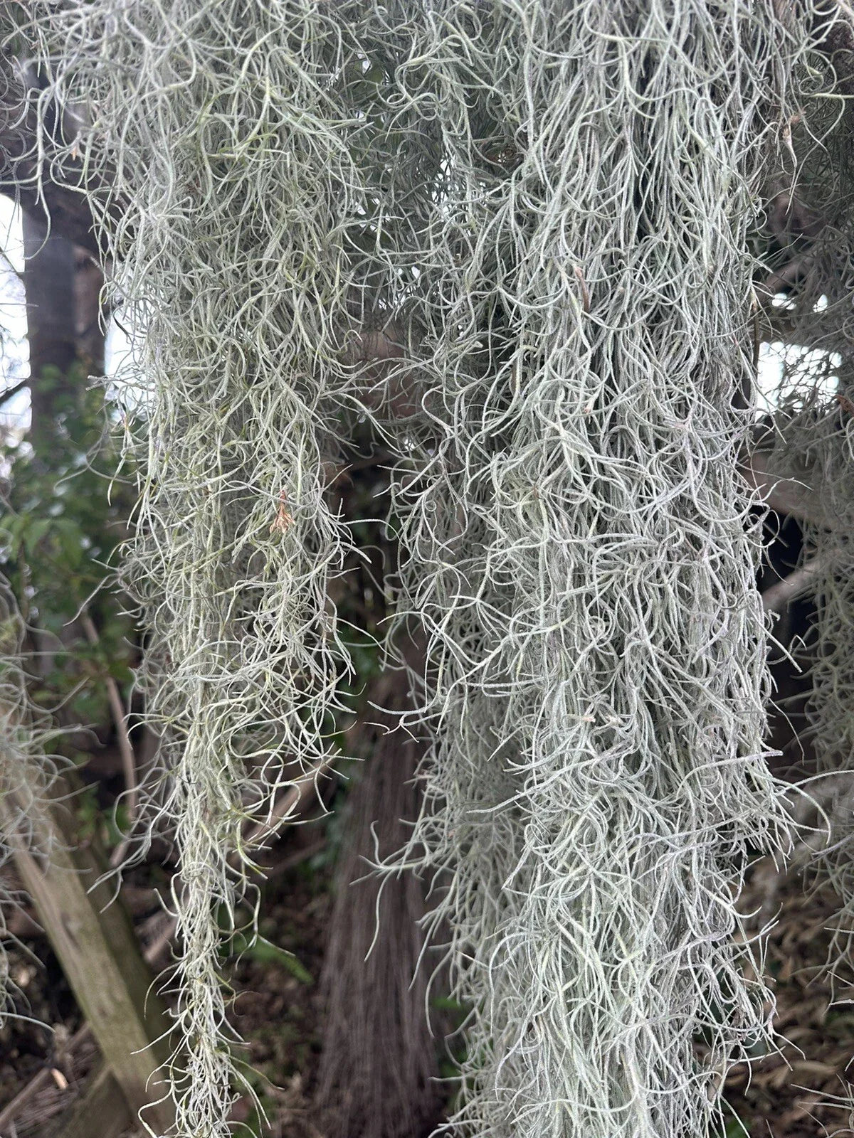 1 Gal Fresh Live Spanish Moss - Tillandsia Usneoides - Air Plant for Orchids & Table Decor - Eco-Friendly Green Moss