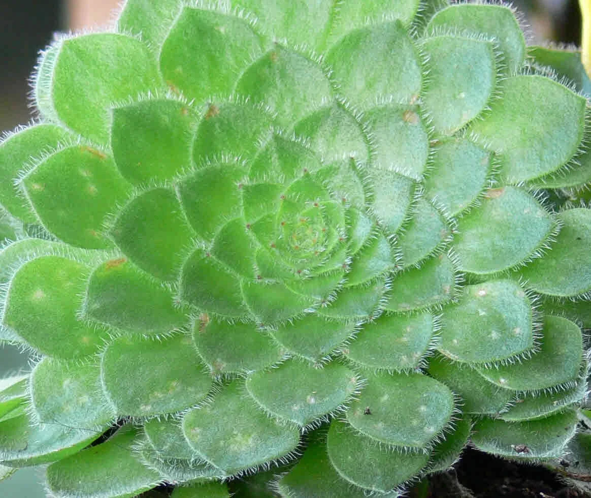 Rare Aeonium Pseudotabuliforme 'Green Platter' Potted Plant - 4" Diameter Succulent for Indoor/Outdoor Decor