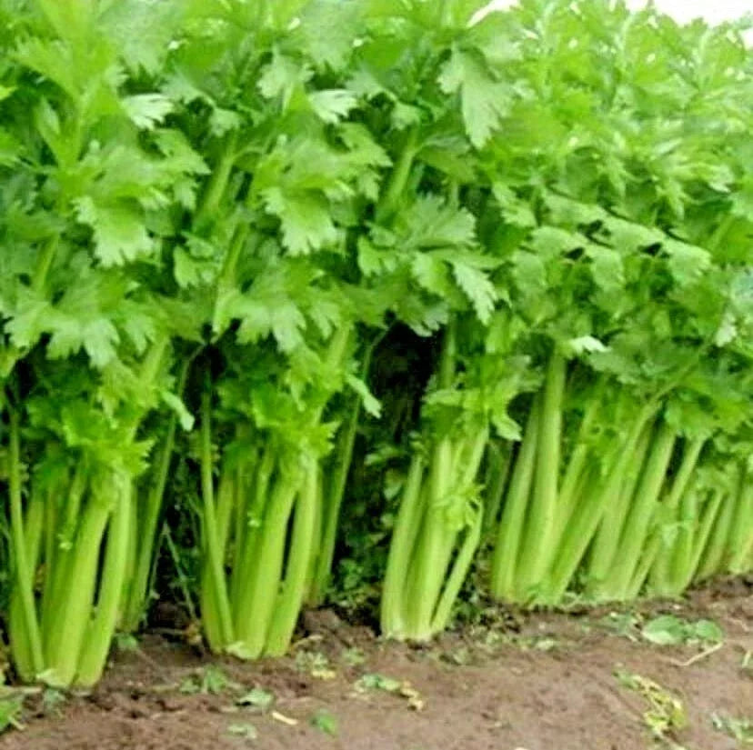Organic Heirloom Celery Seeds - 1001+ Tall Utah Variety - Apium graveolens var. dulce - Summer Garden & Container Planting