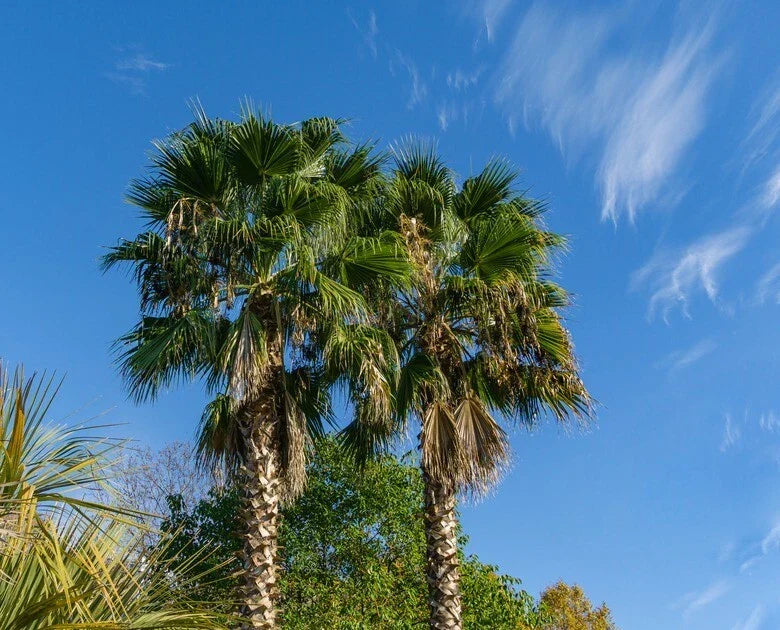California Desert Fan Palm Tree Seeds - Pack of 10 - Cold Hardy Washingtonia Filifera for Zone 8 Gardening