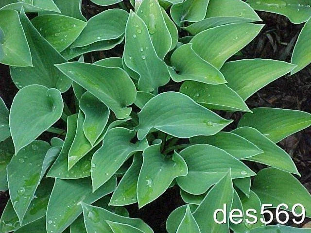 Dwarf Hosta Plants 10 Pack - Blue Cadet - Live Perennial Hosta (Hosta 'Blue Cadet') for Garden or Landscape