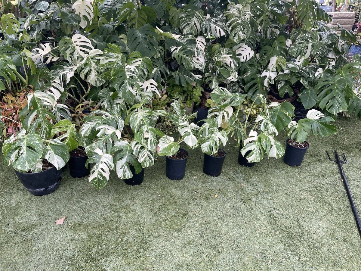 Monstera Albo Plant - Established 6-Inch Pot - Variegated Houseplant - Monstera Deliciosa 'Albo Variegata' - 3 to 4 Leaves
