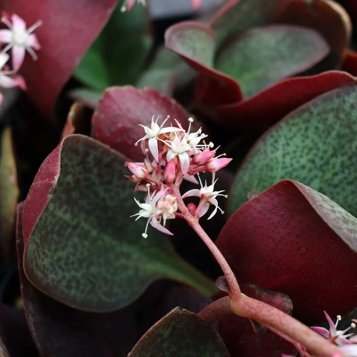 Succulent Cuttings 2" Crassula Multicava Red Fairy Jade Live Unrooted 2 Pieces - Perfect for Propagation and Indoor Gardening