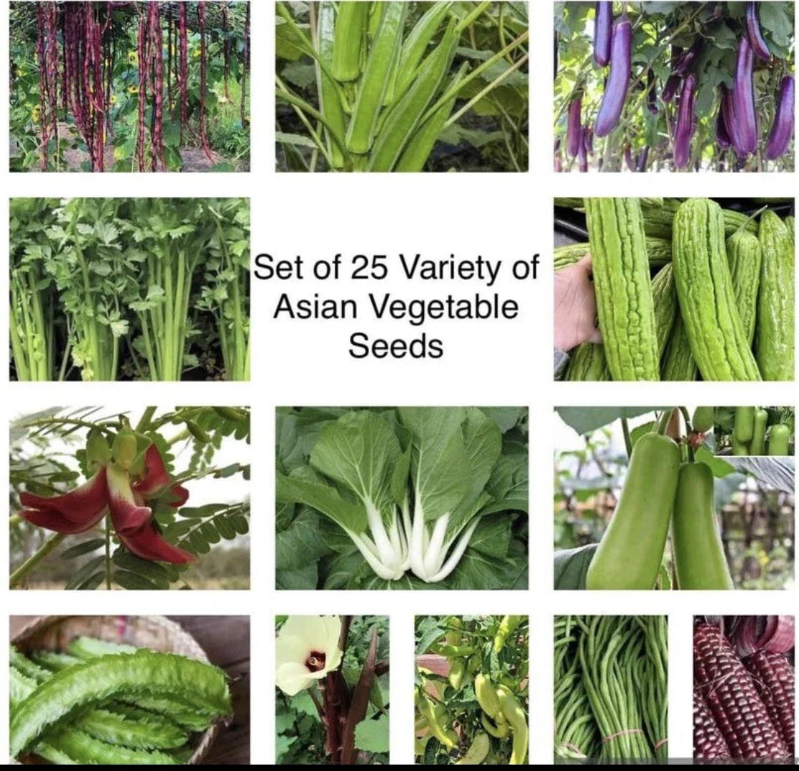 Asian Vegetable Seeds - 25 Pack Variety Mix - Non-GMO Heirloom - USA Seller - Various Types for Home Gardening