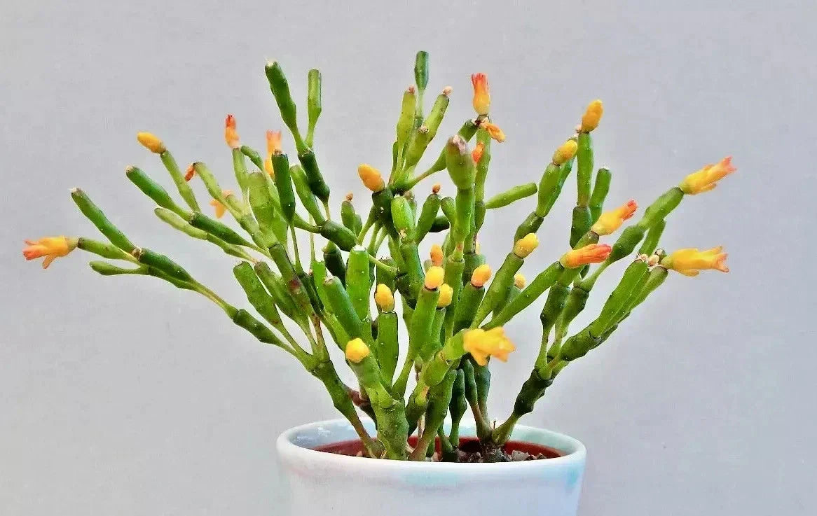 Dancing Bones Cactus 2" Plant | Hatiora salicornioides | Unique Indoor Succulent | Exotic Houseplant Collection