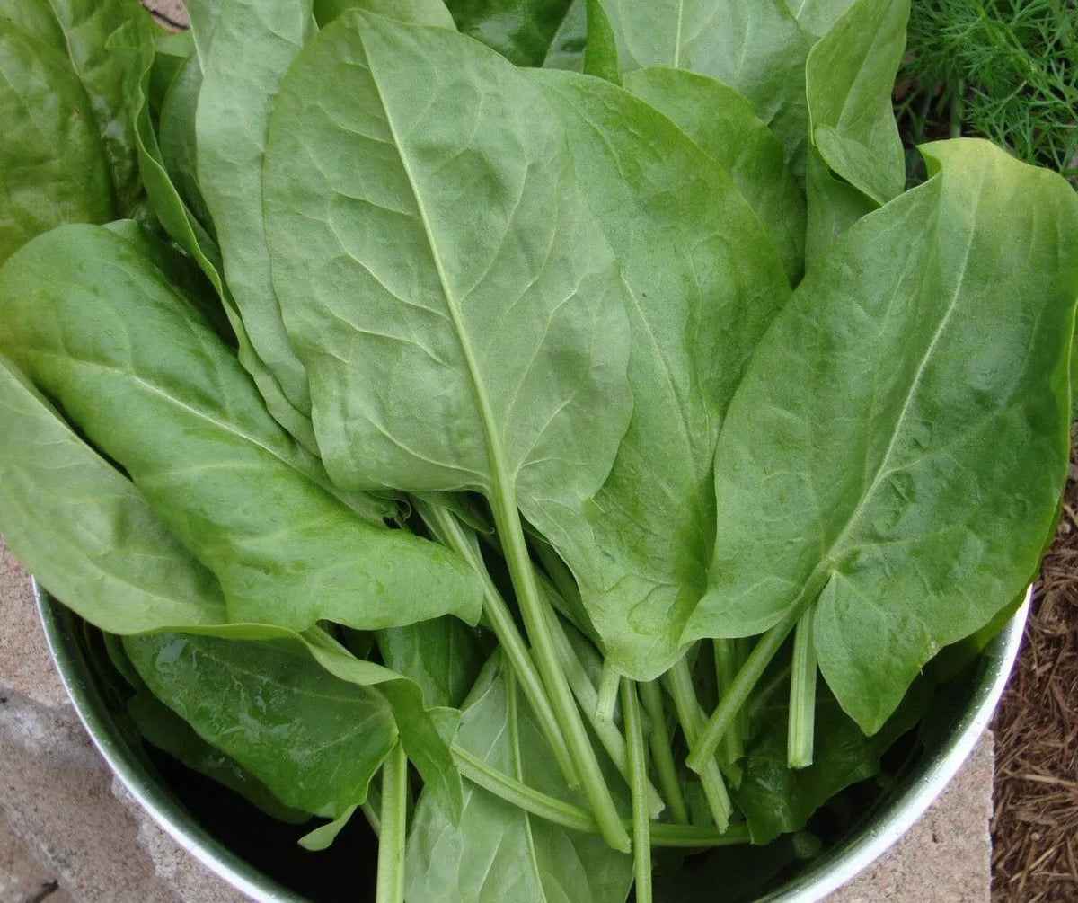 Large Leaf Sorrel Seeds, 50+ Non-GMO Heirloom Seeds, Rumex acetosa, Hardy Perennial for Culinary Use