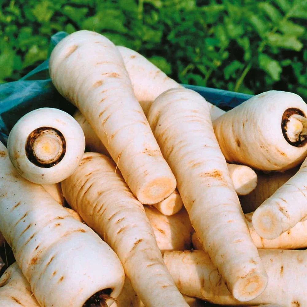 Parsnip Seeds - Harris Model - Non-GMO Vegetable Seeds - Pastinaca sativa - High Germination Rate for Home Gardens