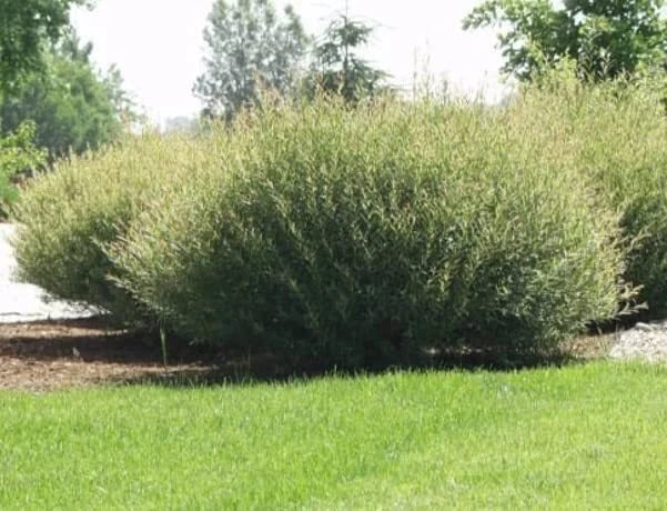 Willow Bush Cuttings for Planting - Salix purpurea, Green Foliage, Low-Growing Privacy Hedge, Hardy Fast-Growing Shrub