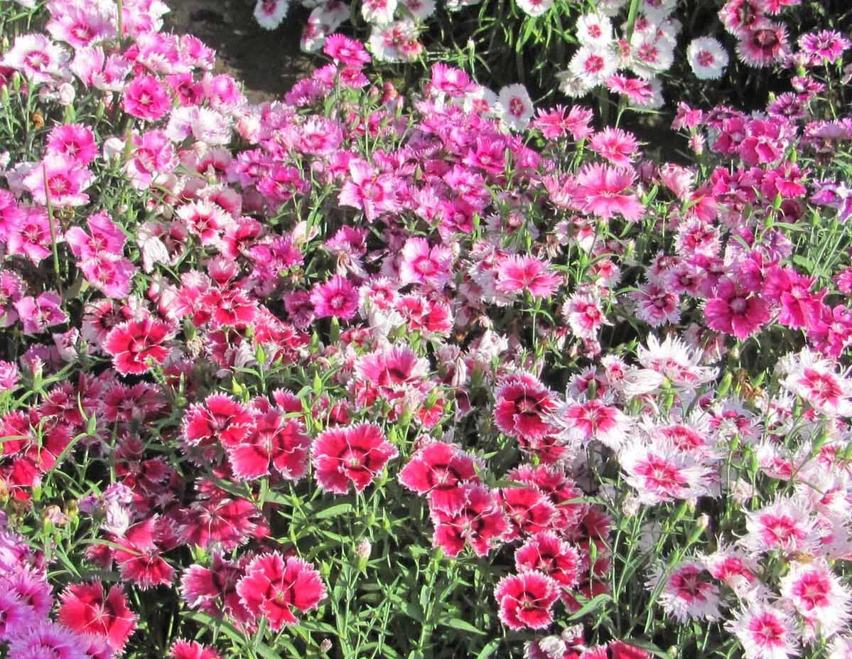 Sweet William Seeds - 500 Non-GMO Large Flowered Mix - Fragrant Blooms - Dianthus barbatus - Garden Flower Seeds