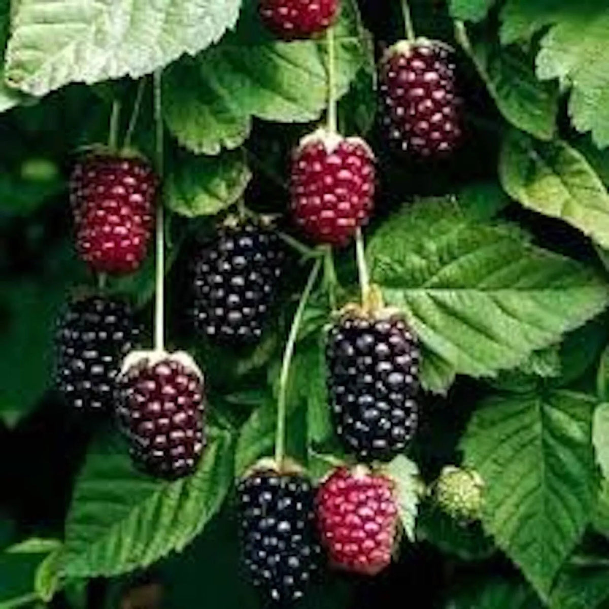 Thornless Boysenberry Plant Starter - 3 Bare Root Fruit Plants - Sweet-Tart Hybrid Berries - Rubus ursinus × Rubus idaeus