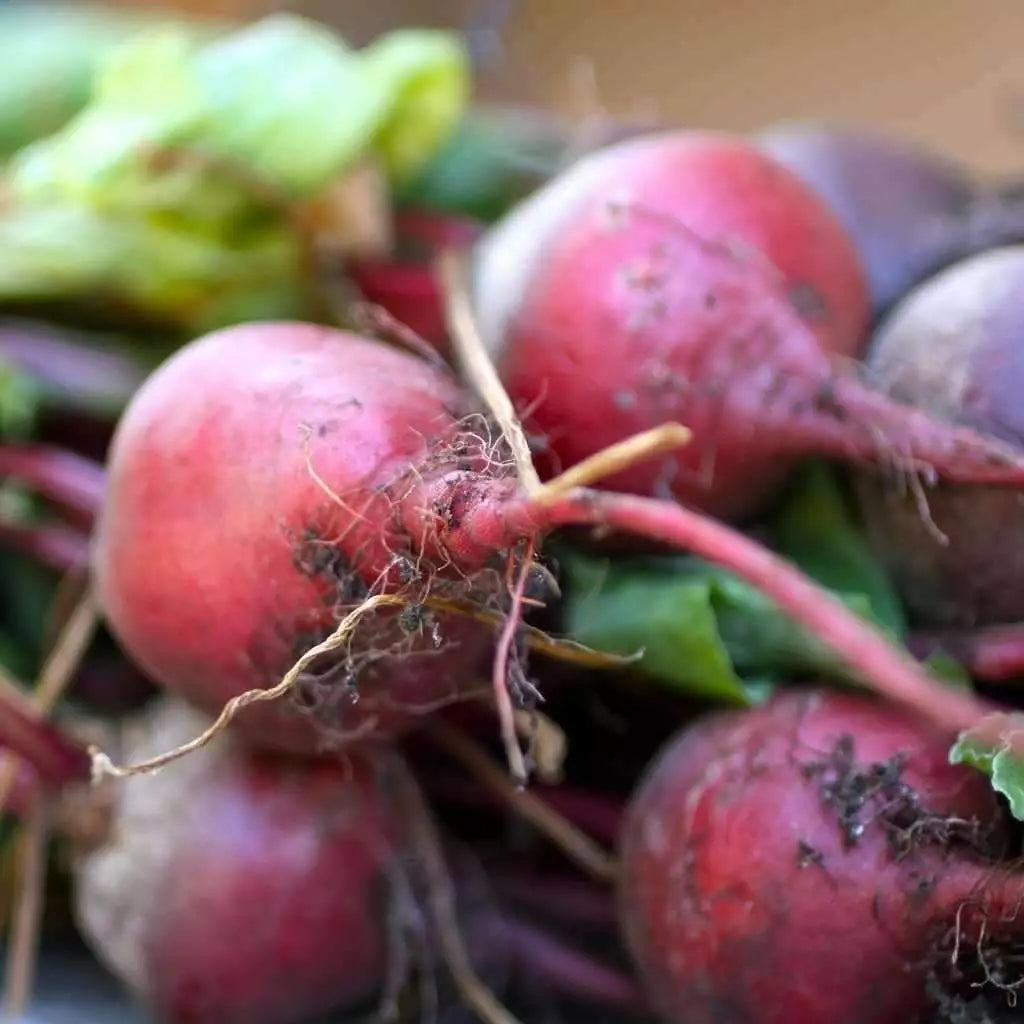 Early Wonder Beet Seeds, Non-GMO, Tall Top Variety, Beta vulgaris, Multiple Sizes Available, Free Shipping