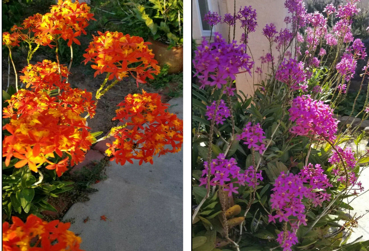Epidendrum Orchid 5pcs Rooted Plants - Orange Yellow Purple Cluster Flowers - Epidendrum radicans - Tropical Houseplant