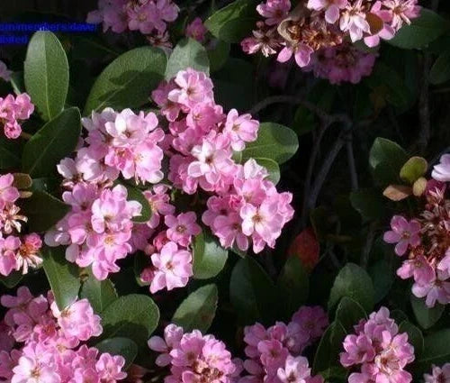 Indian Hawthorne Cuttings 6" Pink Dancer Rhaphiolepis indica Live Plant for Garden, Shrub, Evergreen, Flowering
