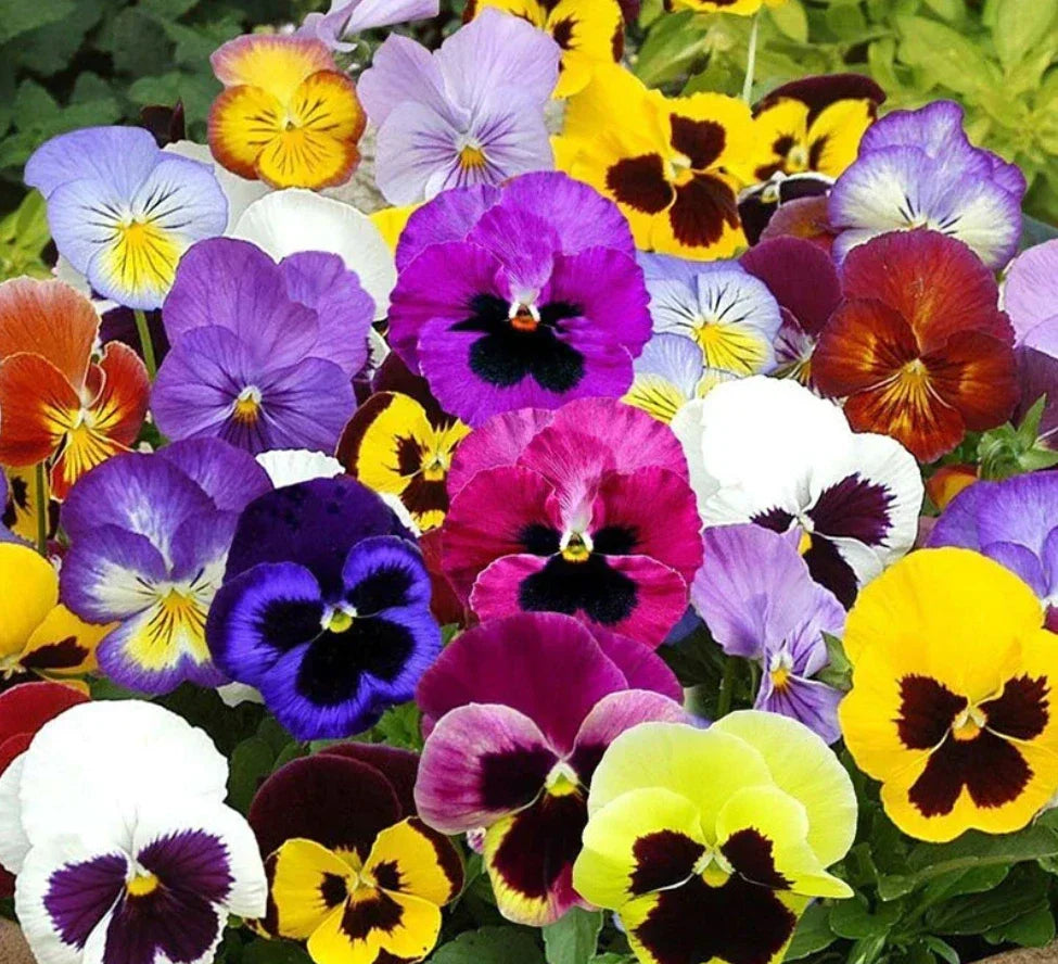 Pansy Mix Seeds - 200 Non-GMO Heirloom Seeds, Edible Flowers for Pollinators, Viola tricolor var. hortensis, Ground Cover