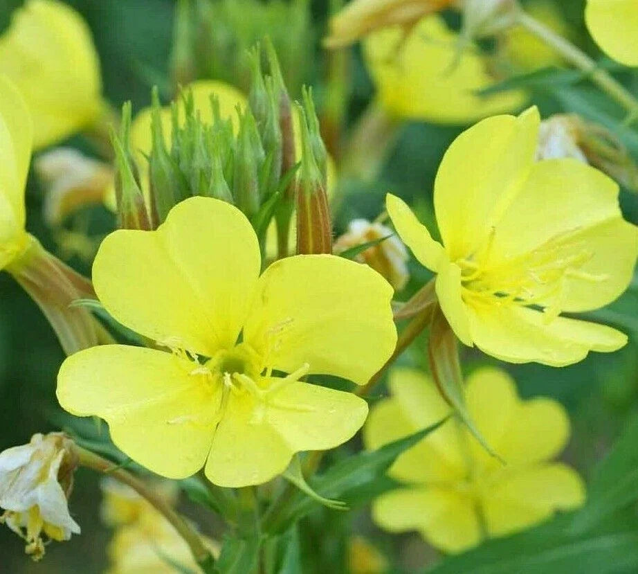 Evening Primrose Seeds 2000+ Biennial Yellow Flowers Oenothera biennis for Garden Planting