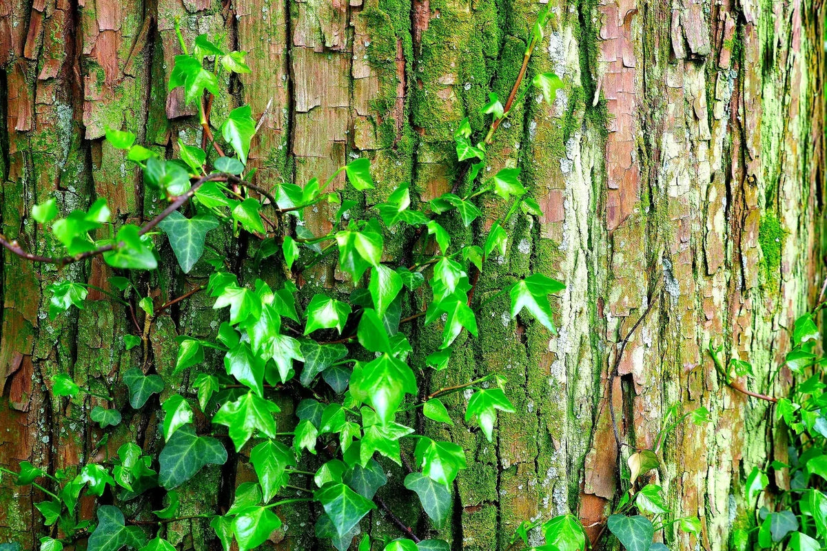Climbing Ivy Seeds 50 Pack - Boston Ivy Vine - Easy to Grow - Parthenocissus tricuspidata - Perfect for Privacy and Aesthetics