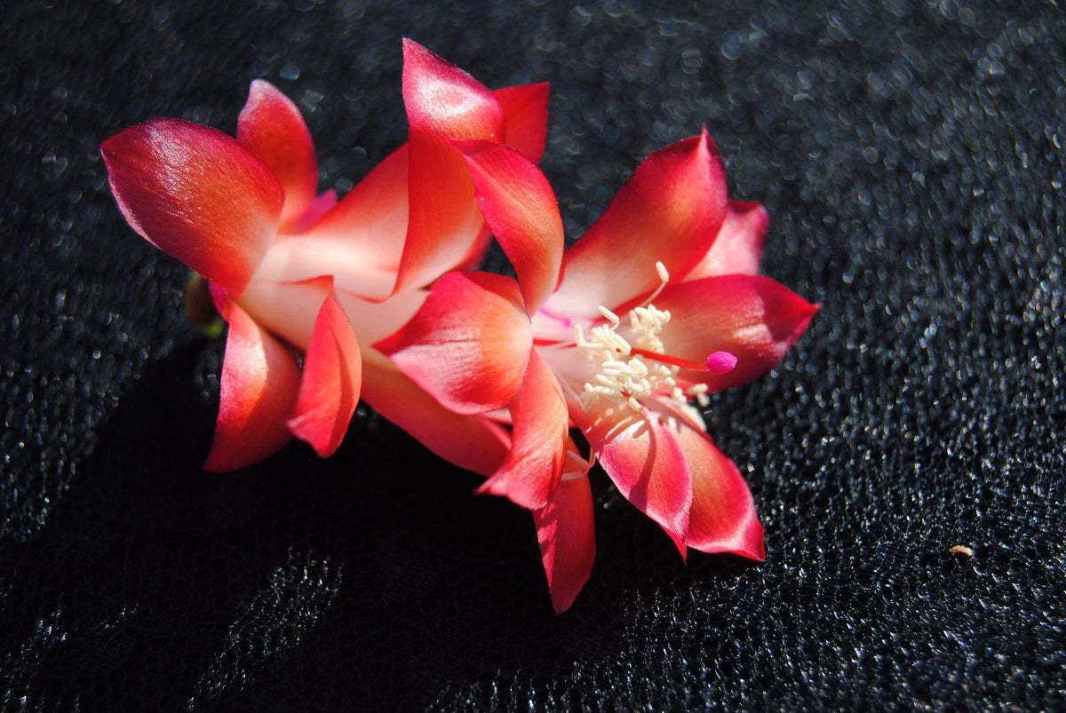 Christmas Cactus Starter Plant 4-6" Carmesim Brazil Schlumbergera truncata - Easy Care Indoor Blooms for Holidays