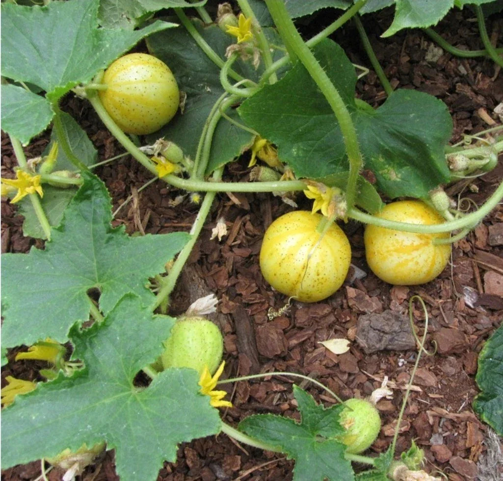 Lemon Cucumber Seeds - 30+ Non-GMO Heirloom, Cucumis sativus, Perfect for Salads & Pickling, USA Harvest 10/2024