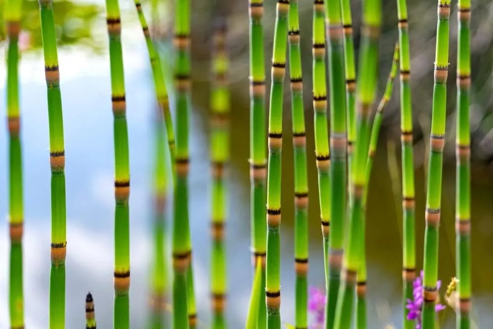 Horsetail Plant Cuttings - Equisetum - Hardy Perennial for Koi Pond - Aquatic Feature - Low Maintenance Water Garden Plant