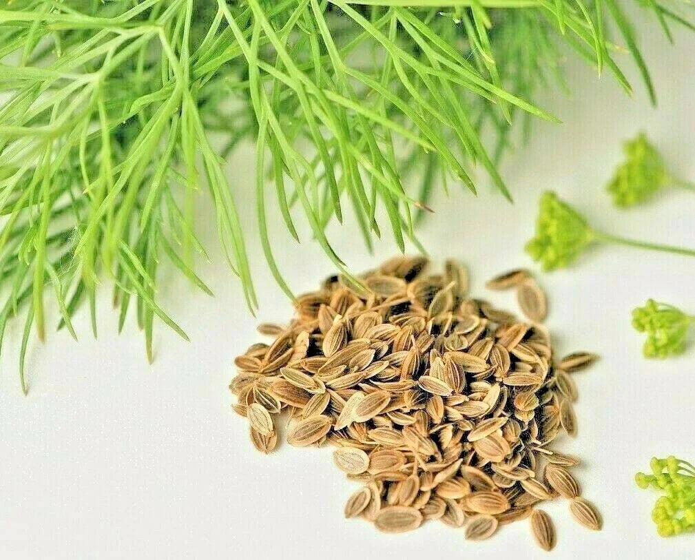 Dill Seeds 800+ Count Non-GMO Heirloom Herb Spice Anethum graveolens for Spring Planting - Ideal for Culinary Use
