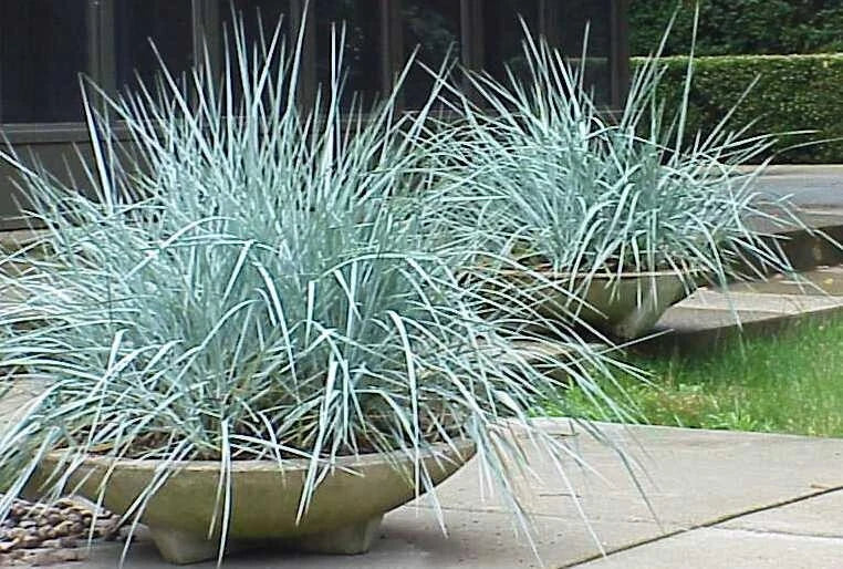 Blue Dune Lyme Grass Plants - 2 Established Perennials, Blue Foliage, Elymus Arenarius, Ornamental Grass for Coastal Gardens