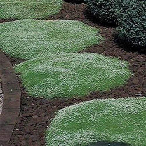Irish Moss Seeds - 100+ Seeds - Green Ground Cover Plant - Sagina subulata - Low Maintenance, Drought-Tolerant