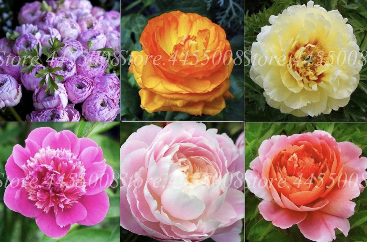 20 Peony Flower Seeds | Rare Exotic Blooms | Paeonia spp. | Easy to Grow Garden Plant | Fragrant Perennial Seeds