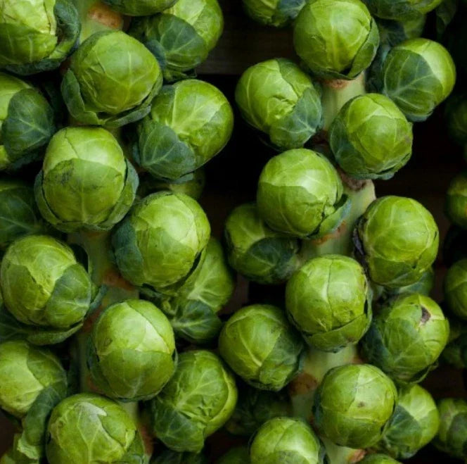 Brussels Sprouts Seeds - 500 Non-GMO CATSKILL Sweeter with Frost Dwarf - Brassica oleracea - Compact Flavorful Variety