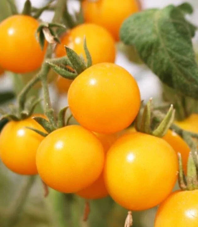 Organic Cherry Tomato Seeds - 20 Count - Galina's Yellow Heirloom - Solanum lycopersicum - Freshly Harvested, Non-GMO