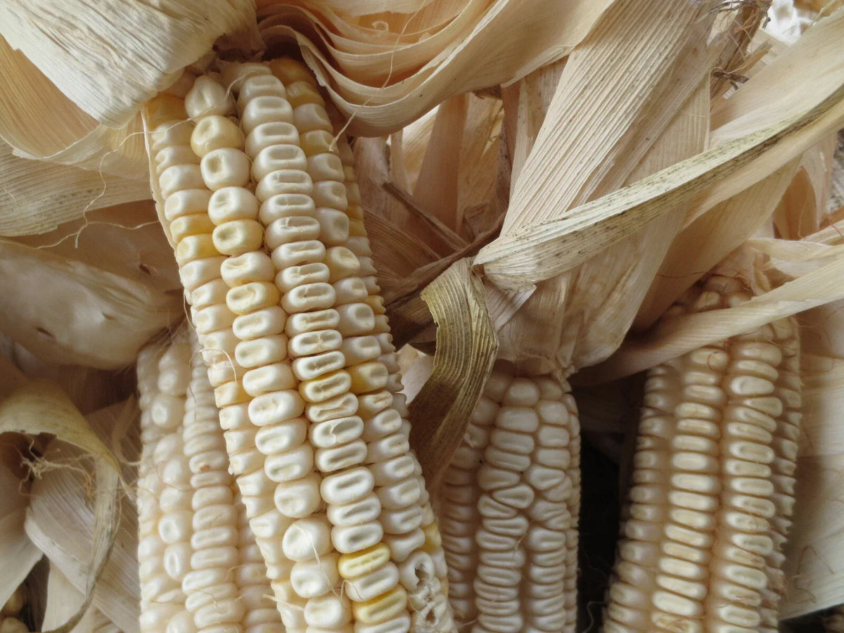 Hickory King White Corn Seeds - 20 Non-GMO Heirloom Seeds for Grits, Meal, Tortillas - Zea mays