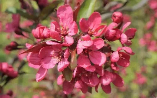 Prairie Fire Crabapple Seeds - 25+ Seeds for Garden Planting - Malus ioensis - Vibrant Pink-White Blooms - USA