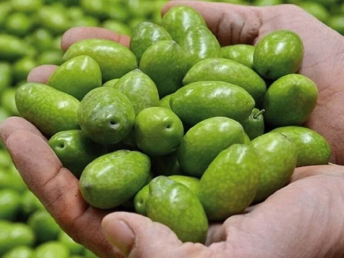 Bella di Cerignola Olive Seeds - 10+ Pack - Olea europaea - USA Grown for Garden Planting, Drought-Resistant, Fast Shipping