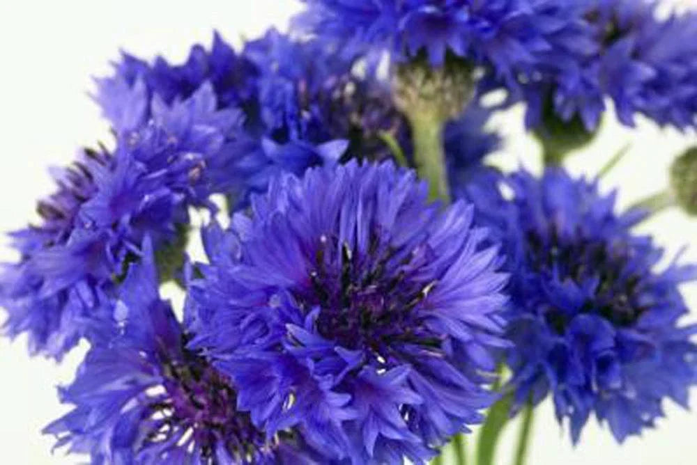 Bachelor Button Seeds - 1000 Seeds - Tall Blue Variety - Centaurea cyanus - Vibrant Flowers for Gardens and Pollinators
