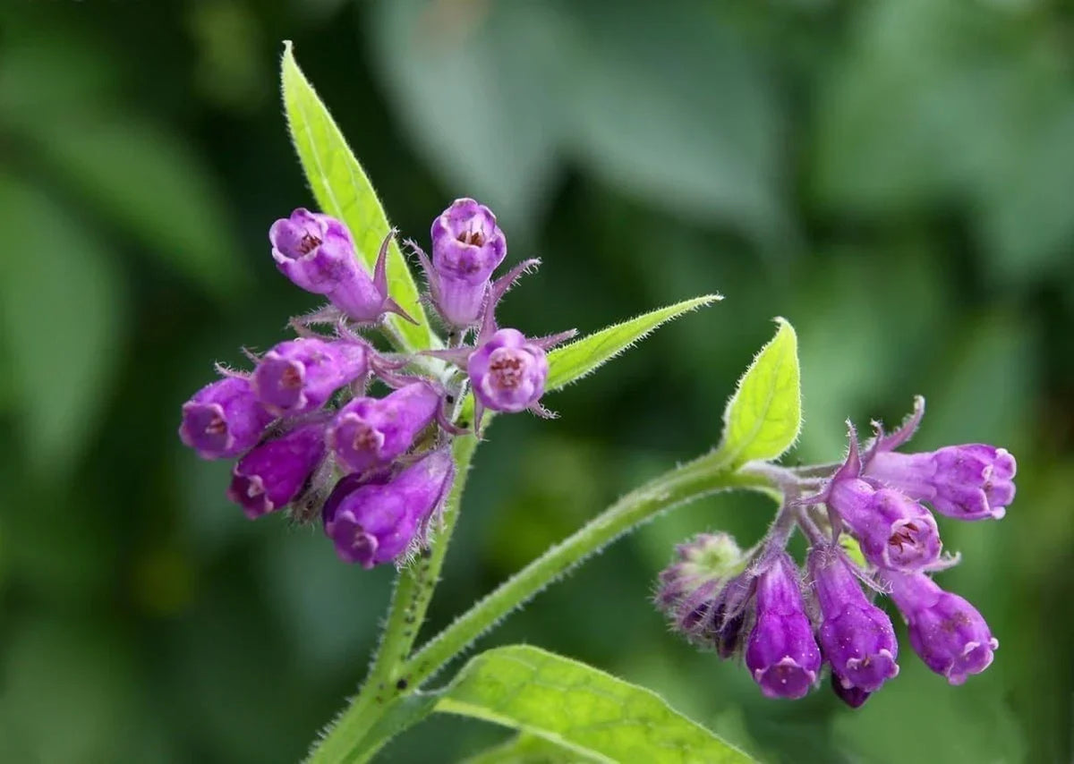 Bocking 14 Comfrey Root Cuttings - Unrooted Cuttings for Gardening - Symphytum x uplandicum - Nutrient-Rich Perennial Herb