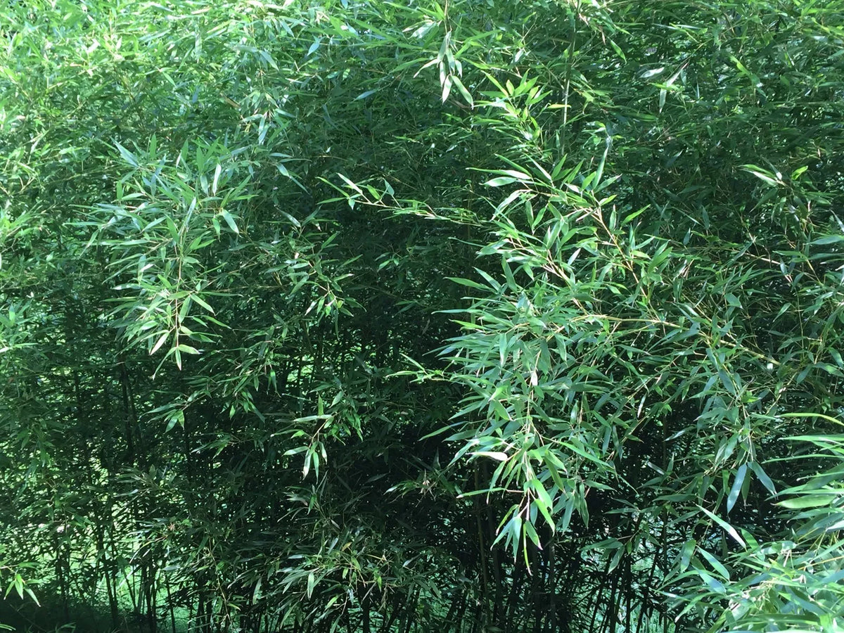 Live Bamboo Roots - Natural Privacy Fence Canopy - Phyllostachys spp. - Hardy Perennial for Landscaping and Garden Borders