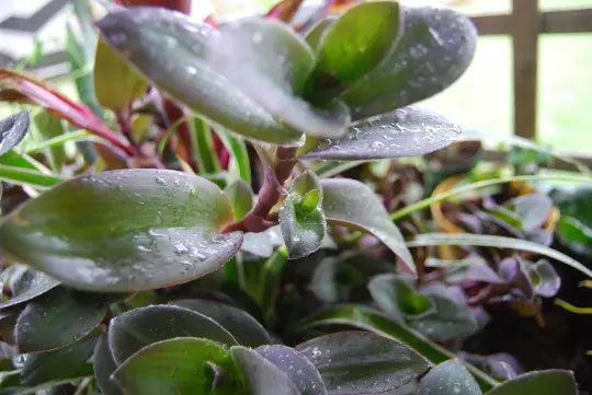 Pale Puma Fuzzy Wandering Jewel Plant - Color Changing Indoor Houseplant, Easy Care, Purple Foliage - Tradescantia Setcreasea Pallida