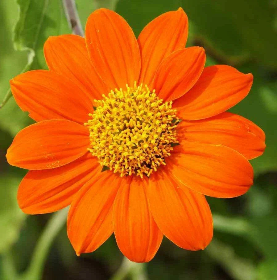 Mexican Sunflower Seeds 50+ Annual Orange Tithonia rotundifolia - Bright Blooms for Pollinator Gardens