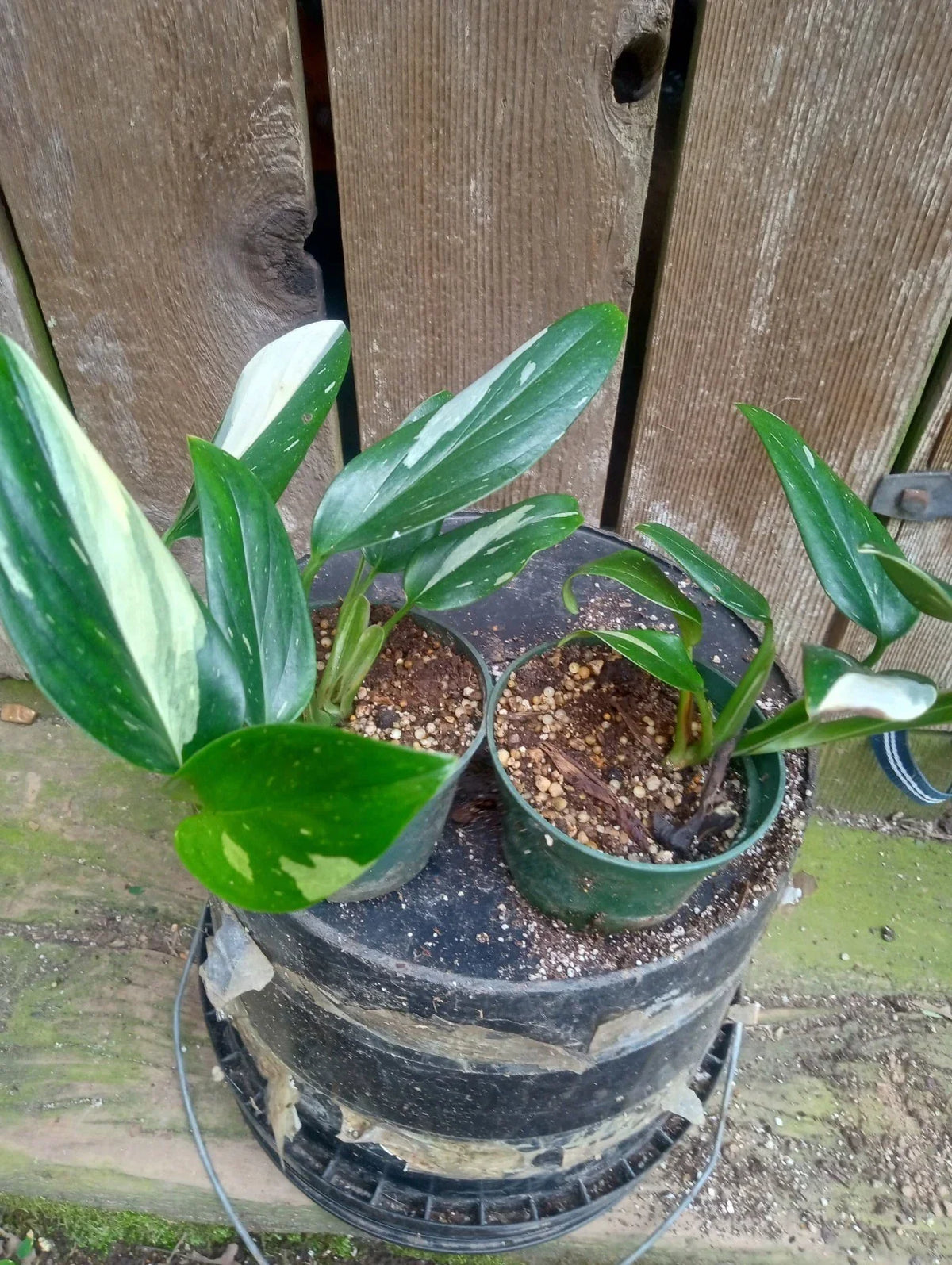 Variegated Monstera Standleyana Potted Plant - 3.2 Inch Pot - Unique Indoor Houseplant - Monstera standleyana