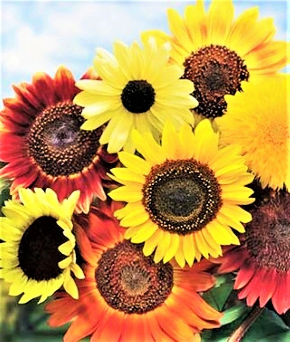 Sunflower Seeds Mix - 8 Assorted Varieties - Helianthus Annus - Non-GMO Pack for Planting, Pollinator-Friendly Garden