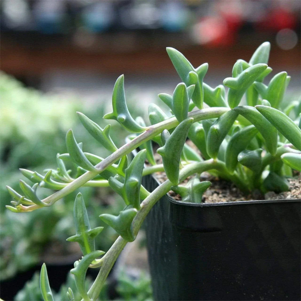 Senecio Peregrinus Cuttings - 3 Pack Unrooted String of Dolphins Succulent - 6" Long Indoor Gardening Decor