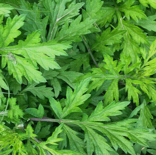 Korean Wormwood Seeds - 50 Count - Artemisia princeps, Ssuk Japanese Mugwort, Non-GMO Herb for Culinary Gardening