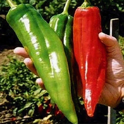 Big Jim Pepper Seeds - 100+ Organic, Heirloom, Non-GMO Hot Pepper Seeds - Capsicum Annuum for Home Garden Cooking
