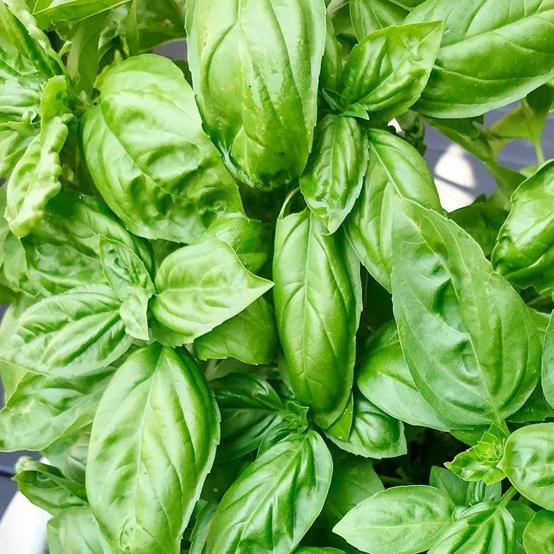 Genovese Basil Seeds - Pack of 100 - Organic Italian Herb - Ocimum basilicum - Ideal for Home Garden and Culinary Use