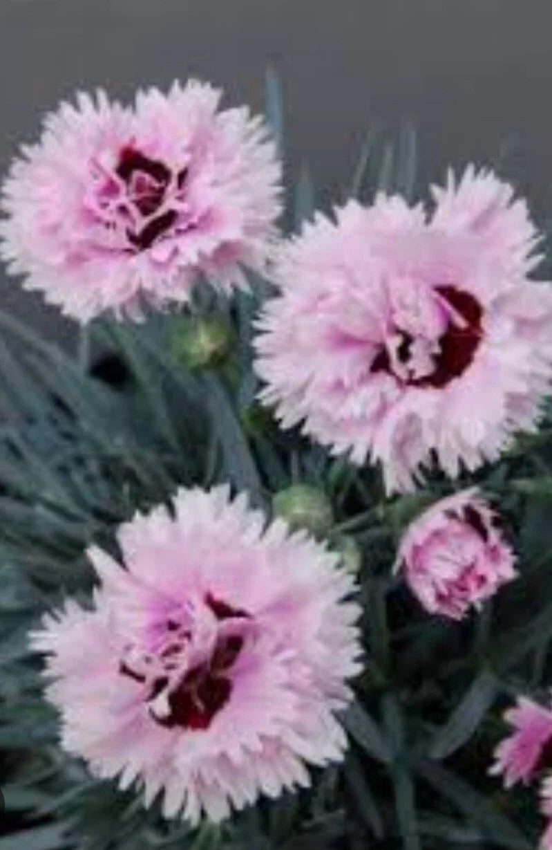 Early Bird Fizzy Dianthus Plant - Bare Root Summer Flowering - Dianthus gratianopolitanus - 1 Unit for Temperate Climates