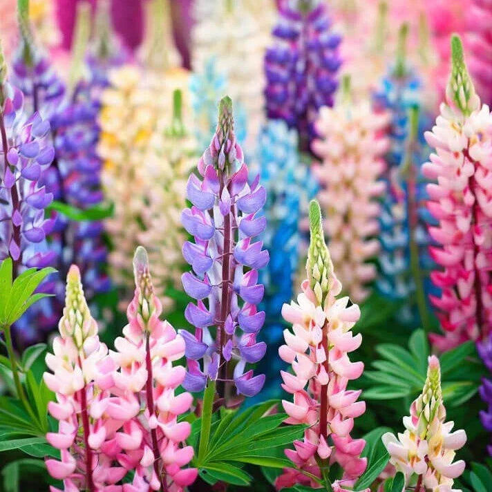 Pixie Delight Lupine Seeds - Non-GMO Flower Seeds - Colorful Perennial Blooms - Lupinus polyphyllus - 50 Seeds