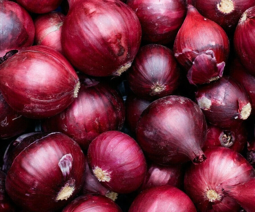 Onion Seeds 250+ Red Burgundy Culinary Vegetable - Allium cepa - High Yield, Sweet Flavor, Easy to Grow